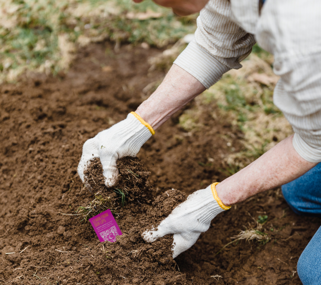 Planting the Cheekbone Beauty seed card